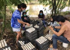 เกษตรกรเลี้ยงเป็ดไล่ทุ่ง กว่า 6,000 ตัว เดินทางจากศรีสะะเกษ สู่ทุ่งนาอำเภอเชียงขวัญ ขายไข่เป็ดส่งราคาถูกพร้อมใจสู้ภัยโควิด -19 ไปด้วยกัน