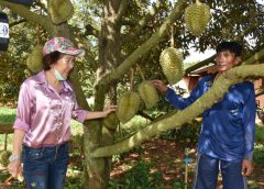 ประธานสภาฯท่องเที่ยวศรีสะเกษ เผยทุเรียนส่งออก 5 ประเทศ ล๊อตแรก 200 ตัน ล้งขอ ภูเขาไฟศรีสะเกษทุกลูก