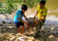 แม่เต่าตนุตัวที่ 2 ขึ้นวางไข่ชายหาดอ่าวเทียนใกล้ท่าเรือน้ำลึกบางสะพาน