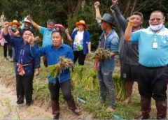 อำเภอเมืองศรีสะเกษลงแขกดำนาข้าวเกษตรอินทรีย์วันแม่แห่งชาติ และเก็บเกี่ยวในวันพ่อแห่งชาติ 2563