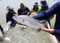 กรมประมง…เตรียมเปิดบ้านจัดงาน “ชาตินิยม กะพงไทย” หรือ “Seabass Fair” ครั้งที่ 2