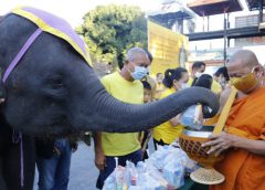 ช้างแสนรู้ 9 เชือก ร่วมทำบุญตักบาตร ถวายเป็นพระราชกุศลในหลวง ร. 9