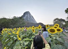 นักท่องเที่ยวแห่ชมทุ่งดอกทานตะวันบานสะพรั่ง ข้างหน้าผาพระพุทธรูปเขาชีจรรย์