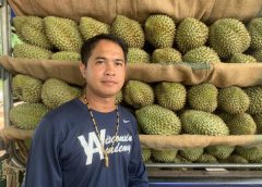 ทุเรียนภูเขาไฟดังข้ามโลก…ส่งไปขายอเมริกา ออสเตรเลีย ญี่ปุ่น พ่อค้าจากจันทบุรีซื้อเหมายกสวนคัดทุเรียนคุณภาพส่งขายต่างประเทศ