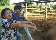 โรคลัมปีสกินระบาดหนักที่ จ.ชัยภูมิ!วัวล้มป่วยตายแล้ว ชาวบ้านร้องรัฐเยียวยาด่วน