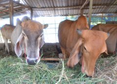 ‼️”ลัมปีสกิ้น”‼️ยังระบาดหนักที่ชัยภูมิ  1,200ฟาร์มเดือดร้อน ไร้วัคซีนของรัฐ แถมถูกมิจฉาชีพหลอกขายวัคซีนปลอมเข็มละ300-500บาท ปศุสัตว์ทำได้แค่แนะนำกางมุ้งและฉีดสมุนไพร รมว.เฉลิมชัยลงมาลุยเองเถอะ‼️