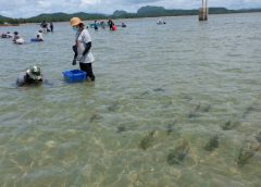 ศรชล.บูณาการหน่วยงานปลูกหญ้าทะเล 6,500 ต้น สร้างความอุดมสมบูรณ์ให้กับท้องทะเล