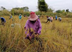 ชาวบ้าน ลงแขกเกี่ยวข้าว สืบสานวัฒนธรรม ประเพณี ย้อนยุควิถีชาวนาปลูกจิตสำนึกให้เยาวชนรุ่นใหม่มีความภาคภูมิใจในวิถีชีวิตชาวนาไทย