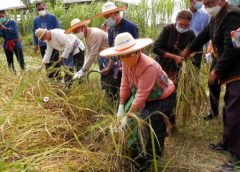 รองผู้ว่าฯศรีสะเกษเปิดงานประเพณีลงแขกเกี่ยวข้าว ปีการผลิต 2564 และเปิดป้ายโครงการปรับปรุงไร่นา พัฒนา เกื้อกูล ต้นแบบตำบลบ่อแก้ว