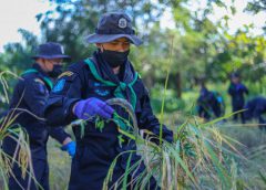 ฉก.อรัญประเทศ โดย ชค.ทพ.13 จัดกำลังพลเข้าช่วยเหลือเกษตรกรผู้พิการ ในการเก็บเกี่ยวผลผลิตนาข้าว