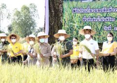 แม่ทัพภาคที่ 3 ลงแขกเกี่ยวข้าวปทุมธานี 1 เมล็ดพันธุ์พระราชทาน