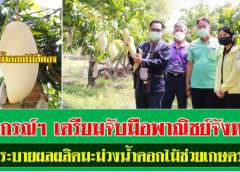 สหกรณ์ฯ เตรียมจับมือพาณิชย์จังหวัด เร่งระบายผลผลิตมะม่วงน้ำดอกไม้ช่วยเกษตรกร