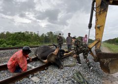 กระทิงเพศผู้​ ออกจากป่าหากิน​ ถูกรถไฟชนดับคาราง