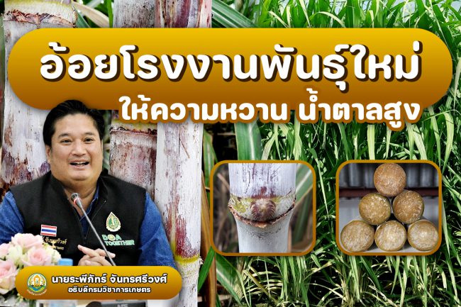 ทีเด็ด! อ้อยโรงงานพันธุ์ใหม่ “กวก. นครสวรรค์ 1” ให้ความหวาน ผลผลิตน้ำตาลสูง