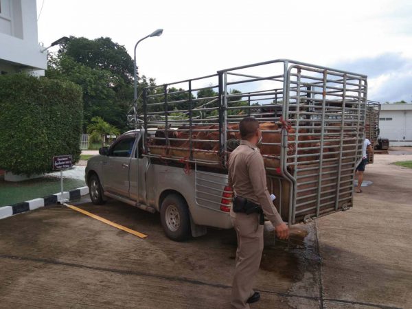 ตร. ดอนตาล จับกุมรถบรรทุกโค 20 ตัวไม่มีใบอนุญาตขนย้ายสัตว์