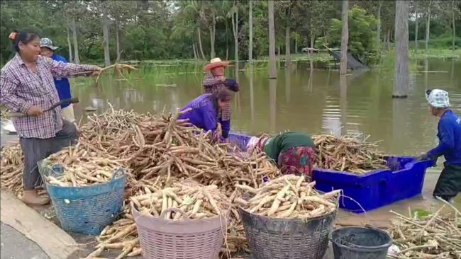 เกษตรกรเร่งถอนมันหนีน้ำท่วม หลังลำห้วยทับทันล้นทะลัก ต้องเก็บขายก่อนกำหนดแม้จะขาดทุนยังดีกว่ามันแช่น้ำเน่าทิ้ง