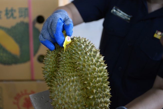 กรมวิชาการเกษตรติวเข้มนายด่านตรวจพืชพร้อมรับมือส่งออกทุเรียนใต้ไปจีน