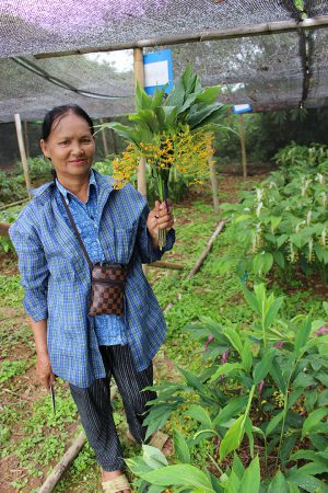 หงส์เหิน นอกฤดู สร้างรายได้สู่ชุมชนจังหวัดแพร่ อย่างยั่งยืน