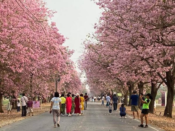 เทศกาลนี้เพื่อเธอ…สวยจริง ๆ สวยที่สุดในปีนี้  ชมพูพันธุ์ทิพย์บานสะพรั่งที่ มก.กำแพงแสน