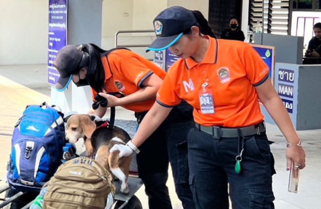 ปศุสัตว์จังหวัดสระแก้ว ร่วม ตม.และ ชค.ทพ.13 กกล.บูรพา นำชุดปฏิบัติการสุนัขดมกลิ่น บีเกิ้ล ตรวจเข้มแนวชายแดน