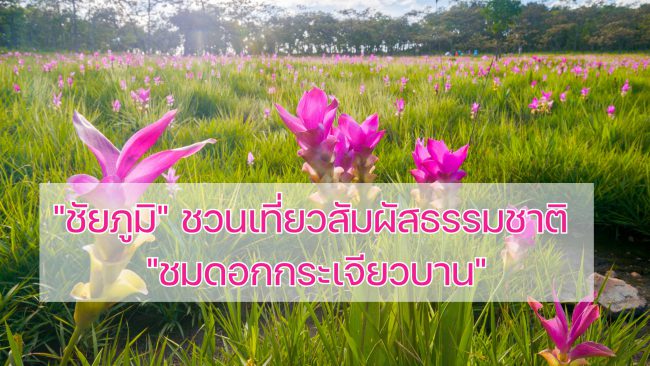 “ชัยภูมิ” ชวนเที่ยวสัมผัสมหัศจรรย์ธรรมชาติ “ชมดอกกระเจียวบาน” ท่ามกลางขุนเขาและสายหมอก หนึ่งปีมีครั้งเดียว